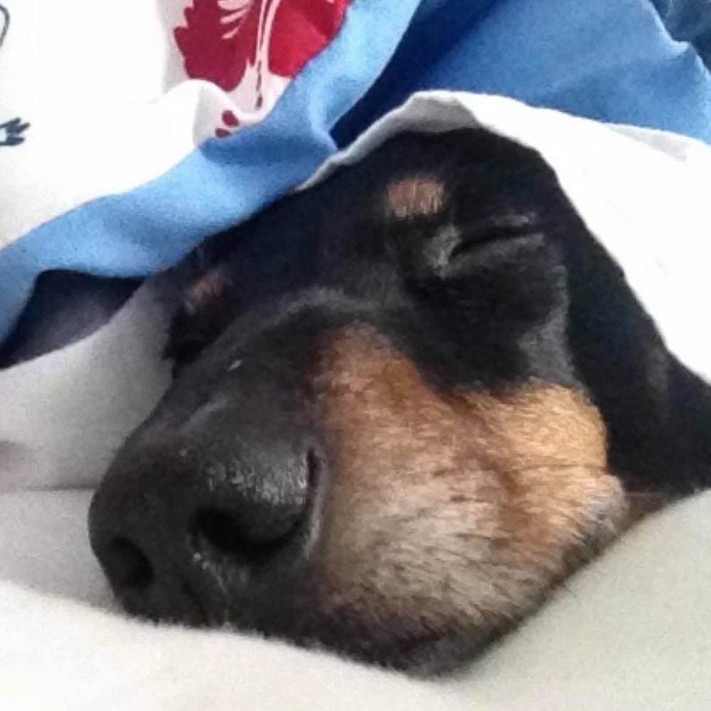 Meet your Posher, Teri